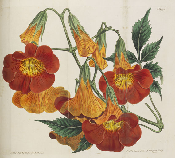 William Curtis - Botanical Magazine, Bd 1 - 53. 40 Bde. - Autre image
