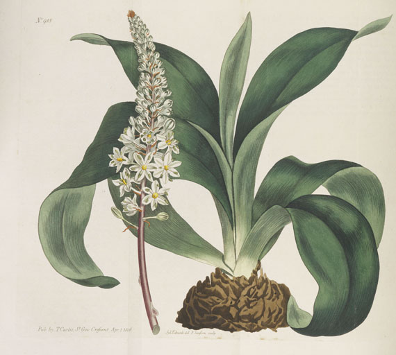 William Curtis - Botanical Magazine, Bd 1 - 53. 40 Bde.