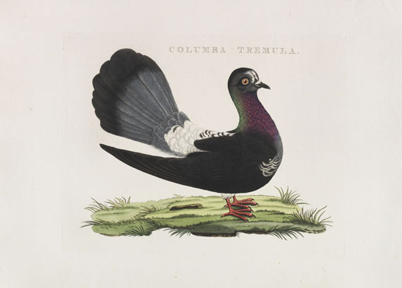 Cornelius Nozeman - Nederlandsche vogelen. 5 Bände, ungebunden in Kassetten - Autre image