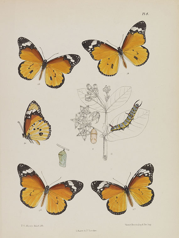 Frederic Moore - Lepidoptera Indica. 3 Bände