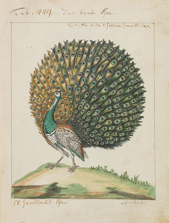 Carl von Linné - Vögel in Beschreibungen und Abbildungen - Autre image
