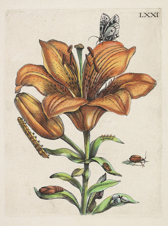 Merian - 68 Bll. aus den "europischen Insecten", 1 Beigabe