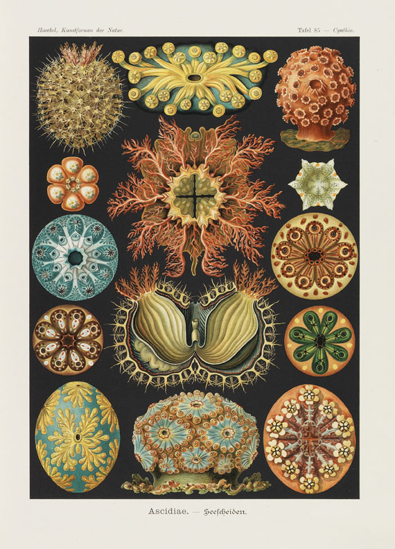 Ernst Haeckel - Kunst-Formen der Natur, 11 Lieferungen in 2 Mappen - Autre image