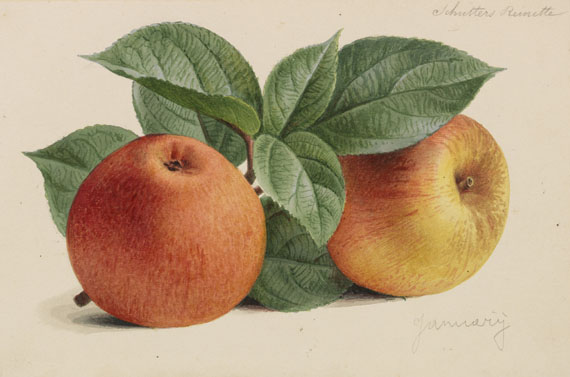 Pieter Joseph de Pannemaeker - 309 Orig.-Aquarelle und 3 Orig.-Bleistiftzeichnungen zu "Originaux de publications d´horticulture et d´arboriculture" - Autre image