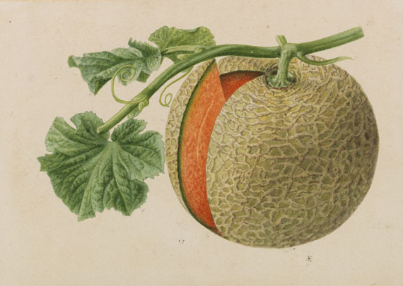 Pieter Joseph de Pannemaeker - 309 Orig.-Aquarelle und 3 Orig.-Bleistiftzeichnungen zu "Originaux de publications d´horticulture et d´arboriculture" - Autre image