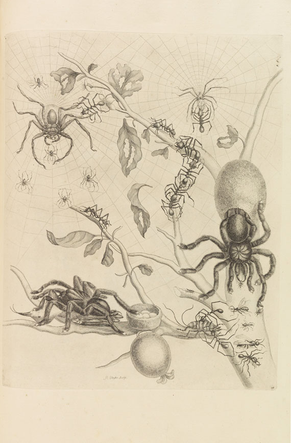 Maria Sibylla Merian - Veranderingen der surinaamsche Insecten - Autre image