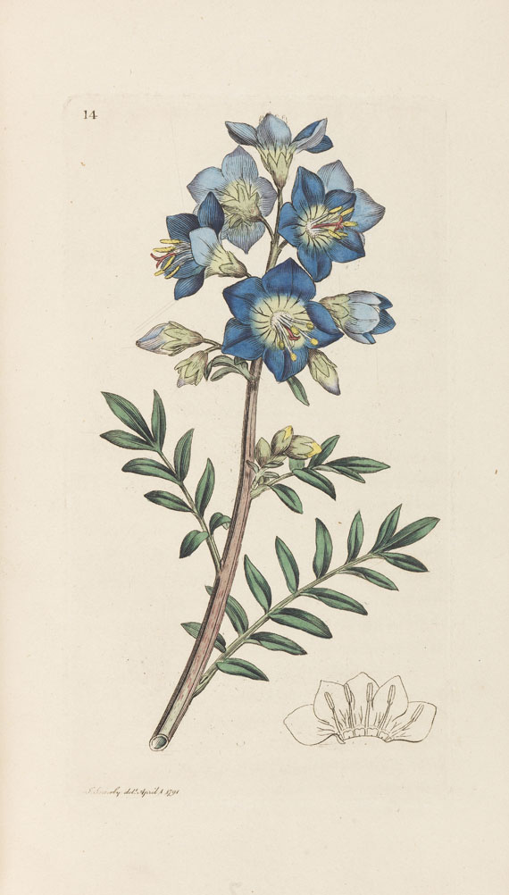 James Sowerby - English botany. 36 Bände - Autre image