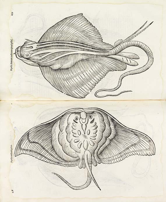 Ulisse Aldrovandi - De piscibus libri V. Dabei: Ders. Historia naturalis