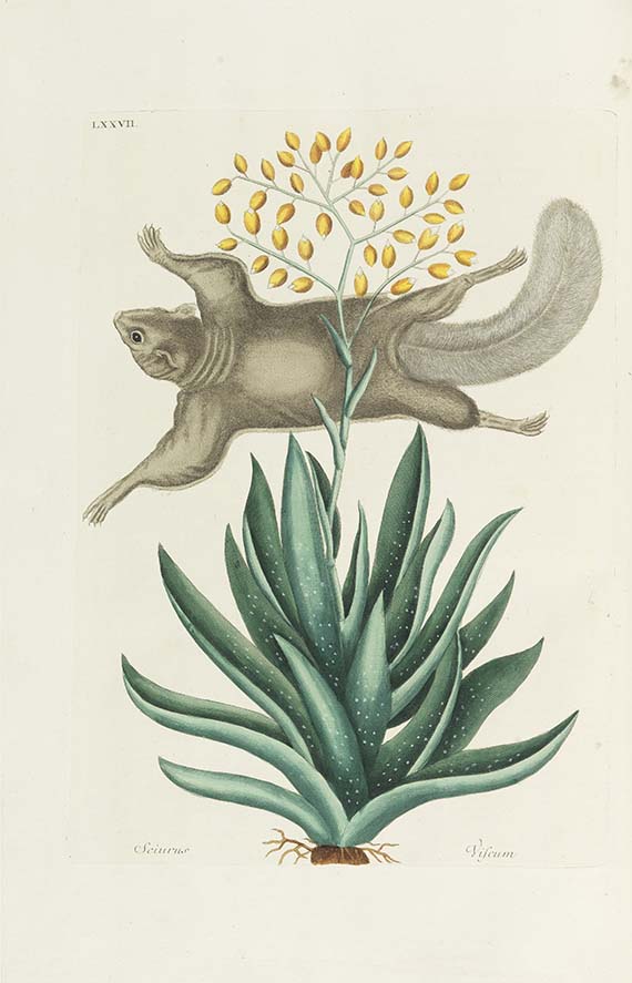 Mark Catesby - Piscium serpentum insectorum - Autre image