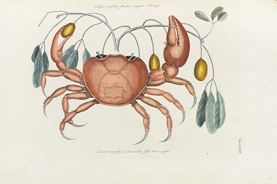 Mark Catesby - Piscium serpentum insectorum - Autre image