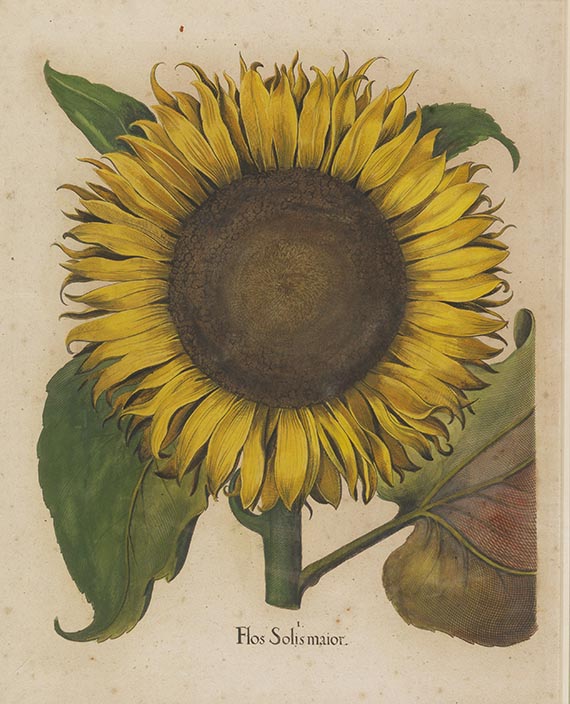 Basilius Besler - Flos solis maior (aus Hortus Eystettensis)