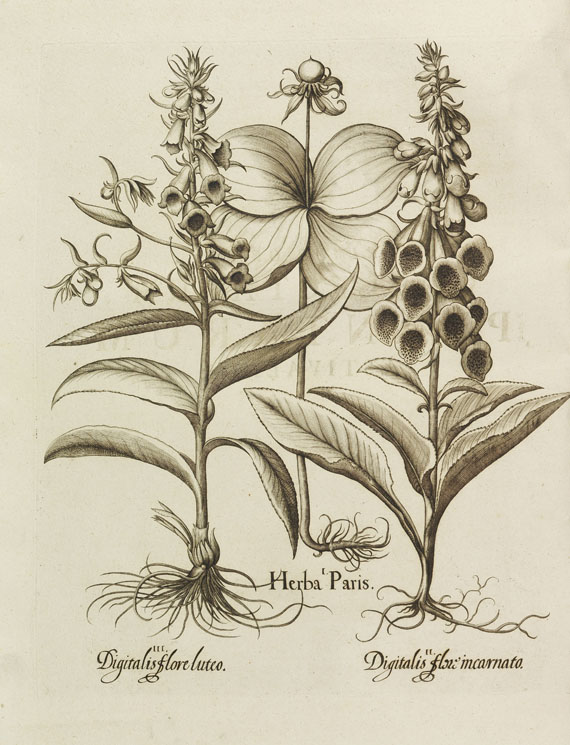 Basilius Besler - Hortus Eystettensis - Autre image