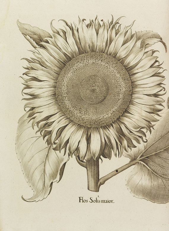 Basilius Besler - Hortus Eystettensis - Autre image