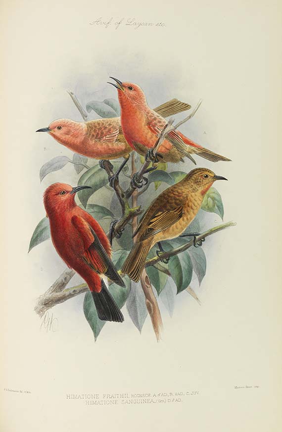 Lionel Walter Rothschild - The Avifauna of Laysan and the neighbouring islands - Autre image