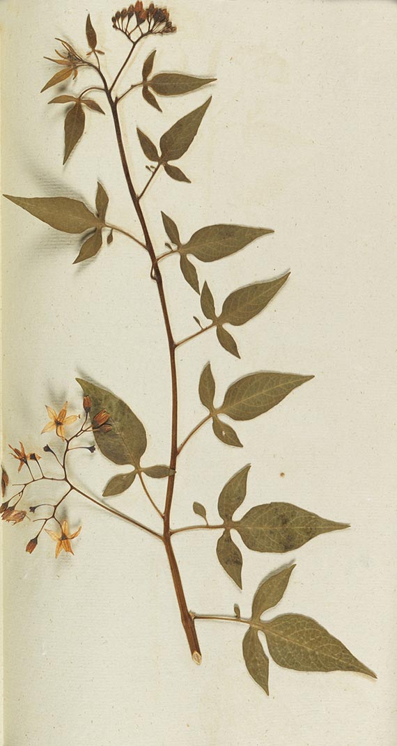 Gottfried Gärtner - Herbarium. 4 Kassetten - Autre image