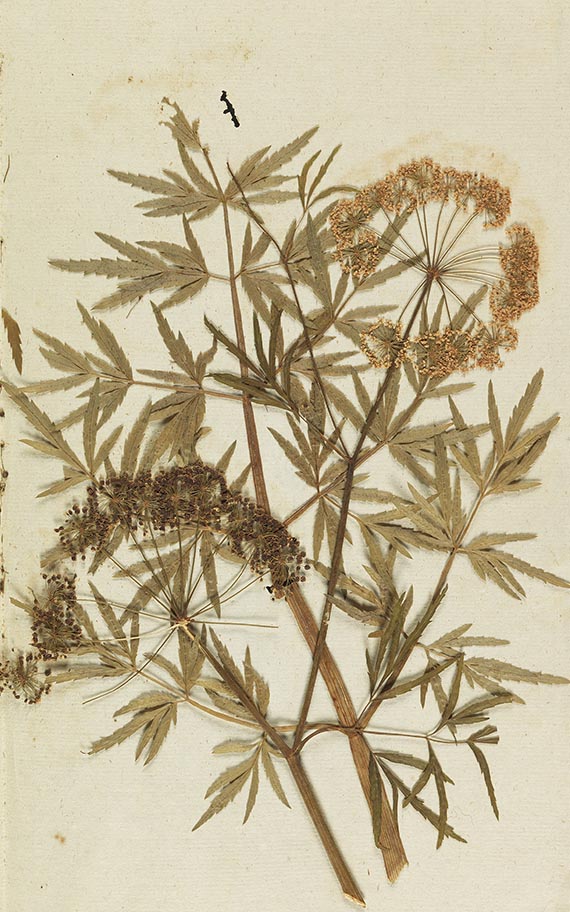Gottfried Gärtner - Herbarium. 4 Kassetten - Autre image