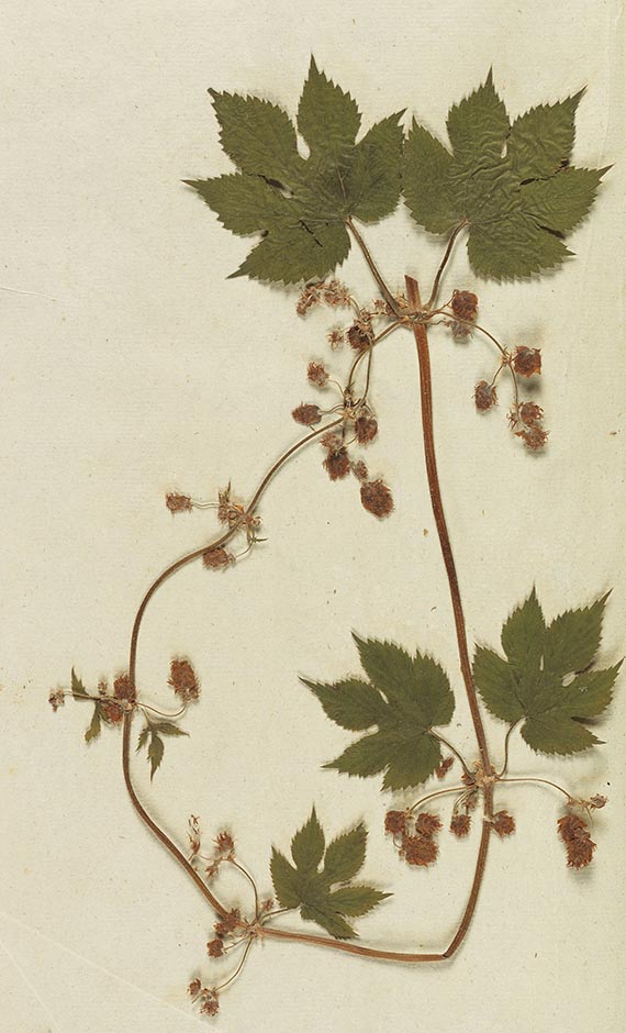 Gottfried Gärtner - Herbarium. 4 Kassetten