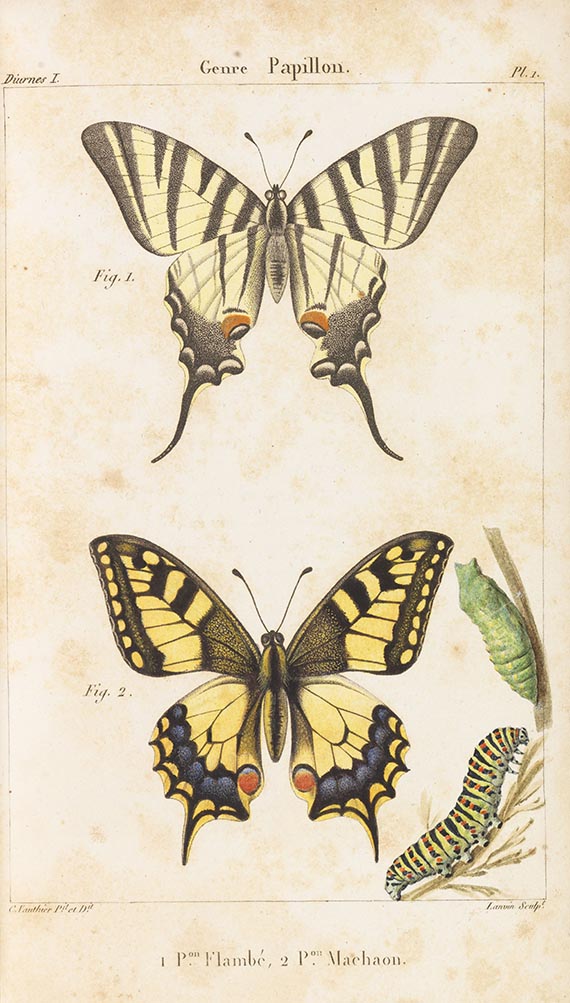 Jean-Baptiste Godart - Histoire naturelle des lépidoptères ou papillons de France. 11 in 13 Bdn - Autre image