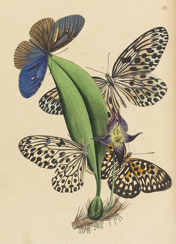 John Obadjah Westwood - The Cabinet of Oriental Entomology - Autre image