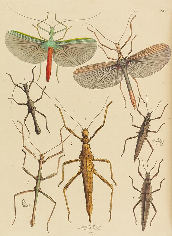 John Obadjah Westwood - The Cabinet of Oriental Entomology - Autre image