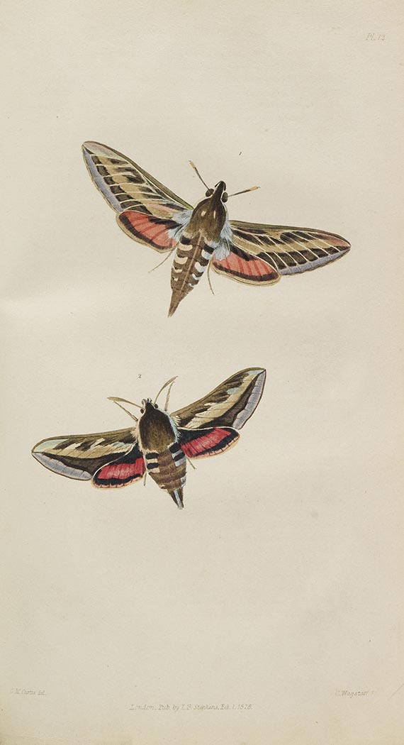 James Francis Stephens - Illustrations of British Entomology - Autre image