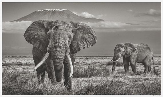 David Yarrow - The Witness