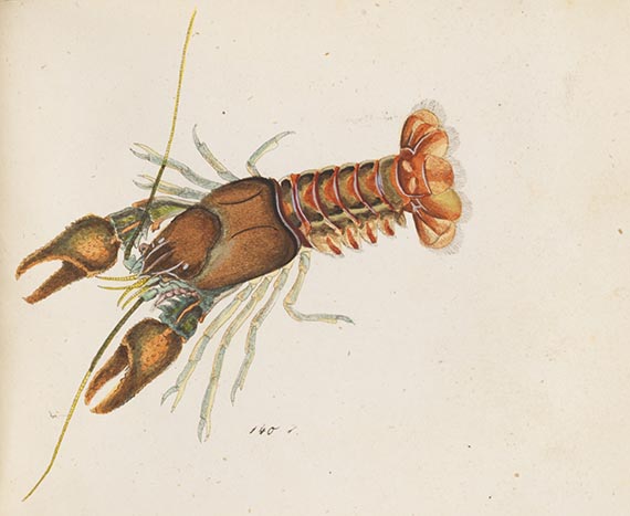 Georg Wolfgang Franz Panzer - Faunae insectorum Germanicae Initia. 190 Hefte und Index in 51 Bänden. - Autre image