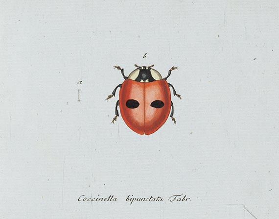 Georg Wolfgang Franz Panzer - Faunae insectorum Germanicae Initia. 190 Hefte und Index in 51 Bänden. - Autre image