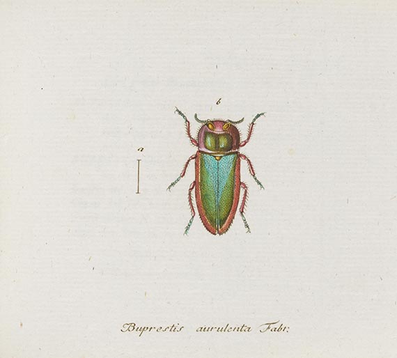 Georg Wolfgang Franz Panzer - Faunae insectorum Germanicae Initia. 190 Hefte und Index in 51 Bänden. - Autre image