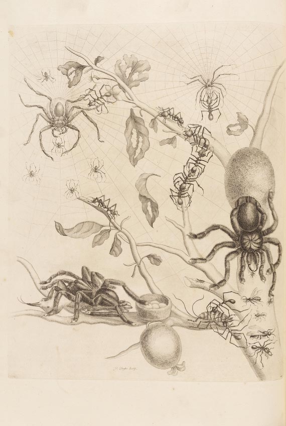 Maria Sibylla Merian - De Europische Insecten. Angebunden: Surinaamsche Insecten - Autre image