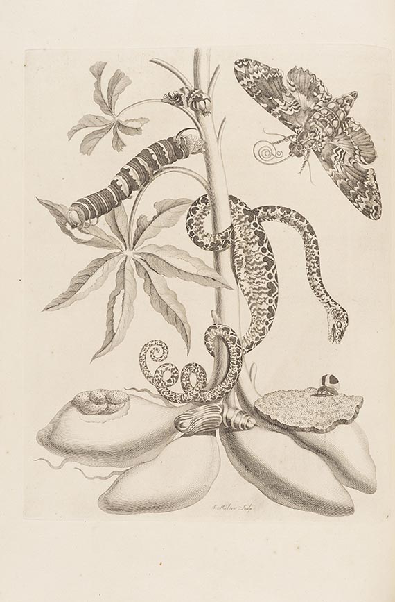 Maria Sibylla Merian - De Europische Insecten. Angebunden: Surinaamsche Insecten - Autre image