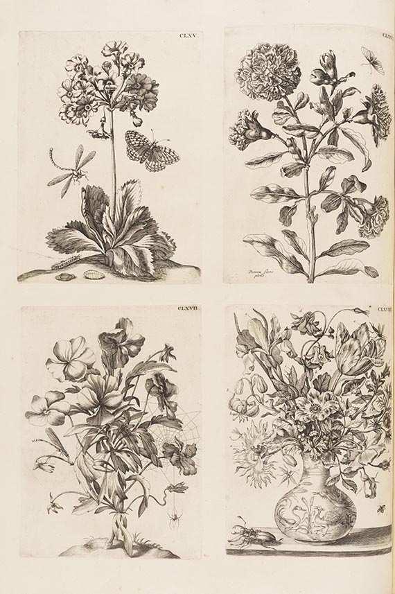 Maria Sibylla Merian - De Europische Insecten. Angebunden: Surinaamsche Insecten - Autre image