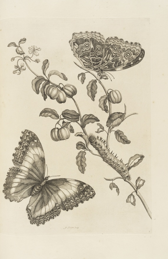 Maria Sibylla Merian - De Europische Insecten. Angebunden: Surinaamsche Insecten - Autre image