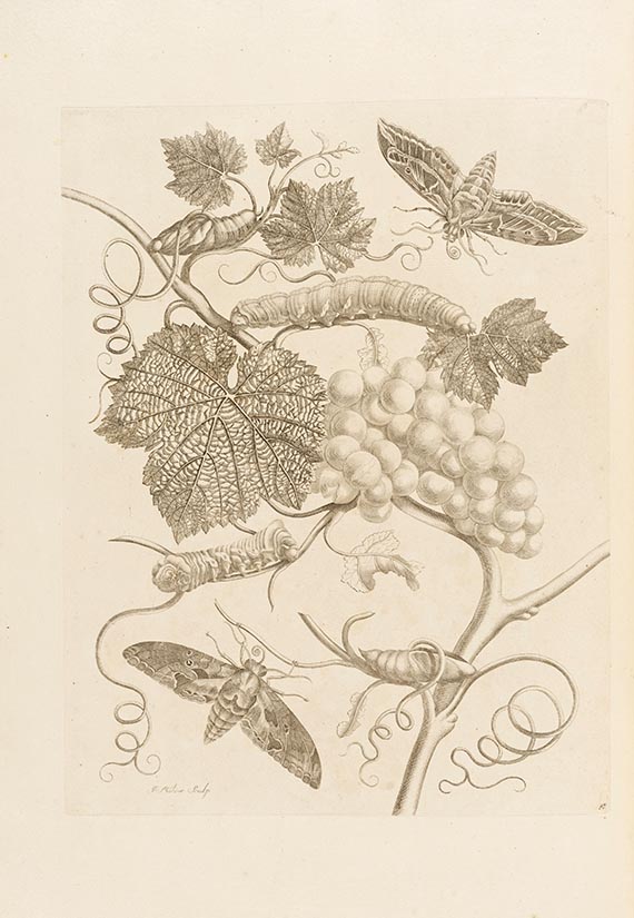 Maria Sibylla Merian - De Europische Insecten. Angebunden: Surinaamsche Insecten