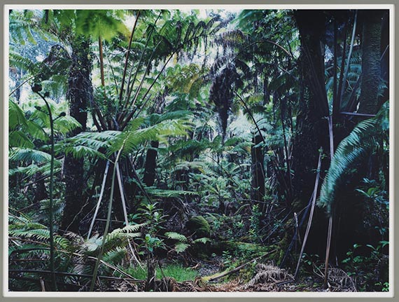 Thomas Struth - Paradise 34, The Big Island, Hawai'ian Islands 2006 - Image du cadre