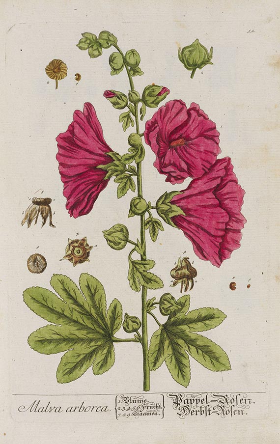 Elisabeth Blackwell - Herbarium Blackwellianum, Band I (von 6)