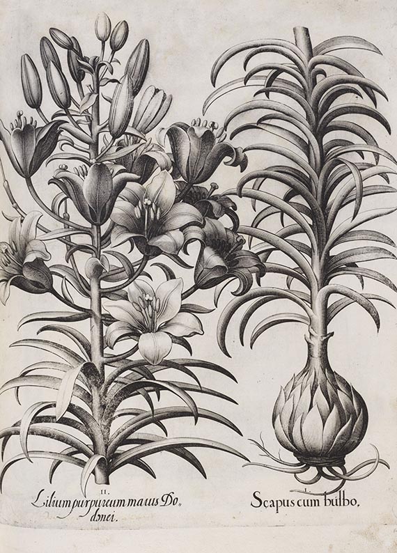 Basilius Besler - Hortus Eystettensis. Curis secundis. - Autre image