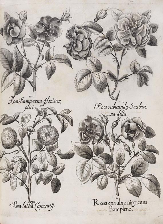 Basilius Besler - Hortus Eystettensis. Curis secundis. - Autre image