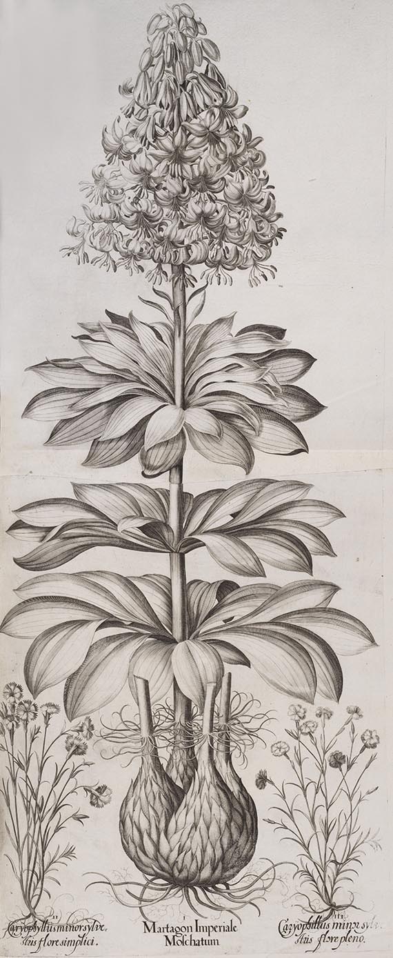 Basilius Besler - Hortus Eystettensis. Curis secundis. - Autre image