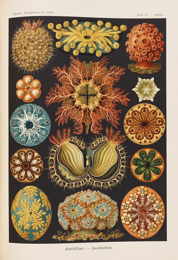 Ernst Haeckel - Kunst-Formen der Natur. 10 Hefte und Supplement in 1 Band